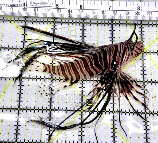 Black Volitan Lionfish BVL040403 WYSIWYG Size: ML 4.5"