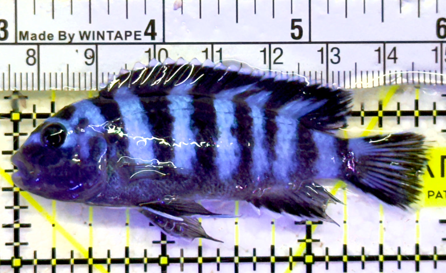 Demasoni Chiclid DC060901 WYSIWYG Size: M 2.75" approx