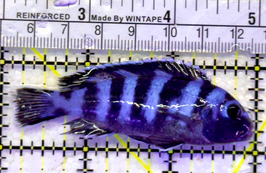 Demasoni Chiclid DC060901 WYSIWYG Size: M 2.75" approx
