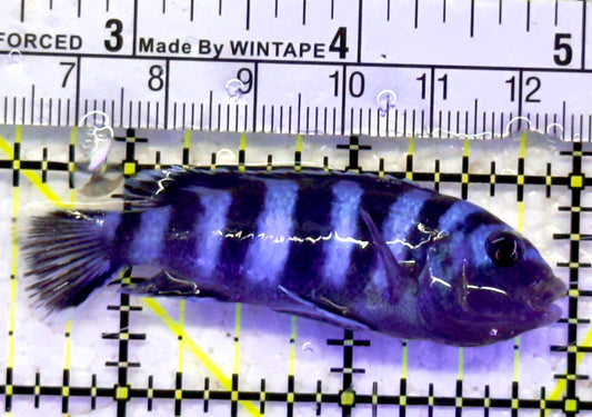 Demasoni Chiclid DC060902 WYSIWYG Size: M 2.5" approx