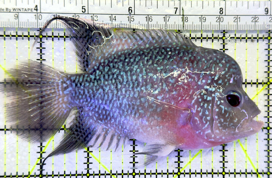 Flowerhorn F061102 WYSIWYG Size: XL 6" approx