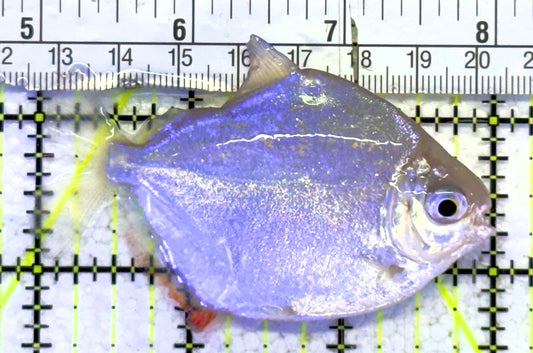 Silver Dollar Fish SDF060901 WYSIWYG Size : L 3" approx