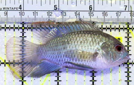 Blue Acara Cichlid BAC060901 WYSIWYG Size: L 3.5" approx