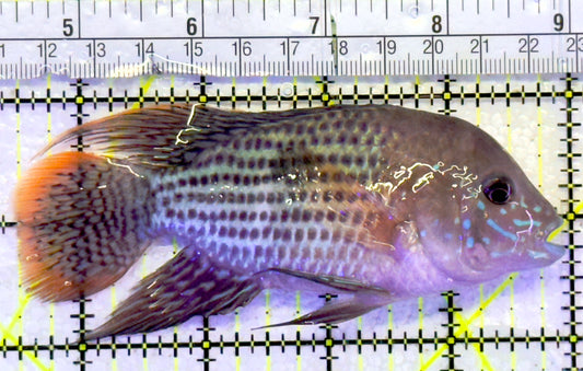 Green Terror Cichlid GTC061301 WYSIWYG Size: L 4.5" approx