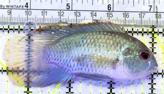 Blue Acara Cichlid BAC060902 WYSIWYG Size: L 3.5" approx
