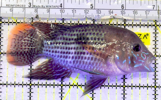 Green Terror Cichlid GTC061302 WYSIWYG Size: L 5" approx