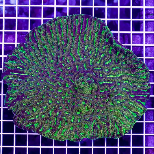 Ultra Aussie Platygyra Mother Colony UAPMC071201 WYSIWYG Size:XXL/SHOW