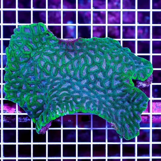 Ultra Aussie Platygyra Mother Colony UAPMC071203 WYSIWYG Size:XXL/SHOW