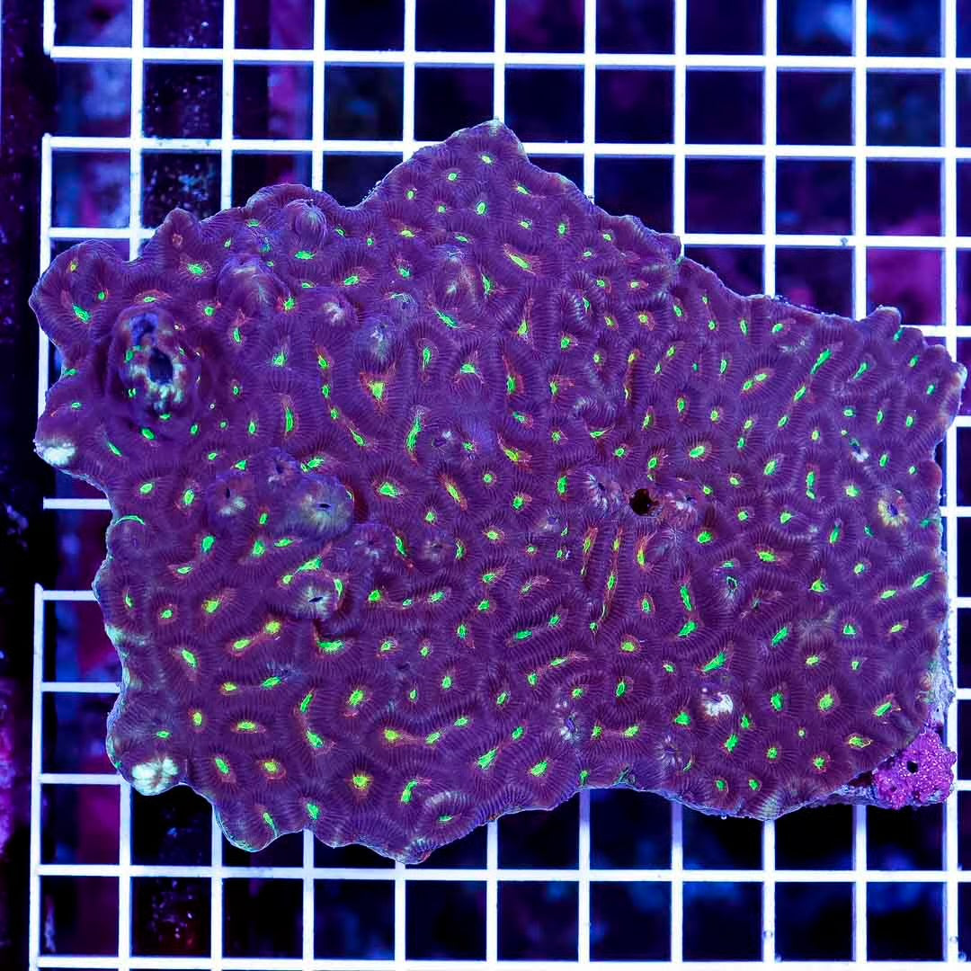 Ultra Aussie Rainbow Platygyra Mother Colony UARPMC071201 WYSIWYG Size:XXL/SHOW