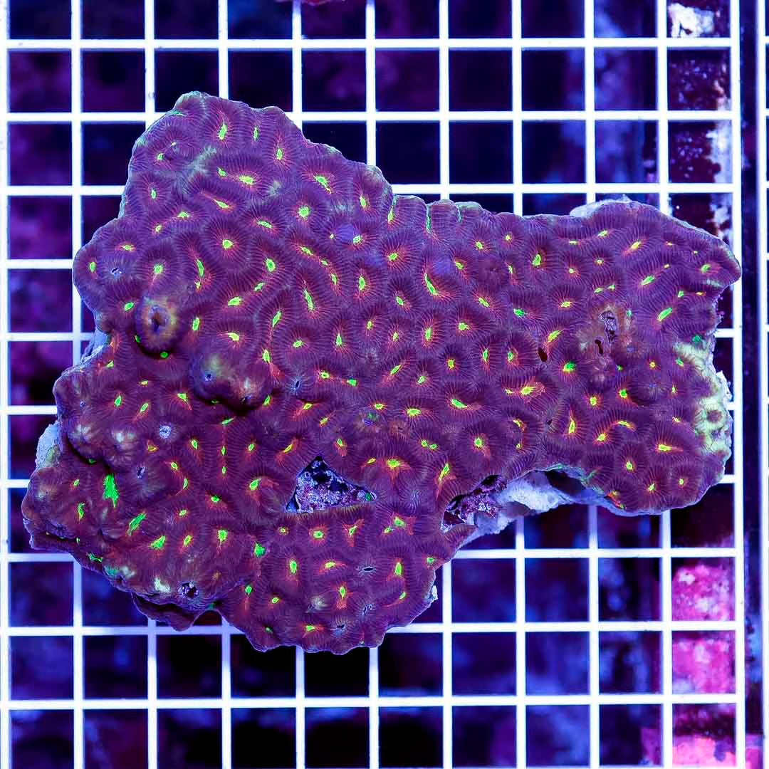Ultra Aussie Rainbow Platygyra Mother Colony UARPMC071202 WYSIWYG Size:XXL/SHOW
