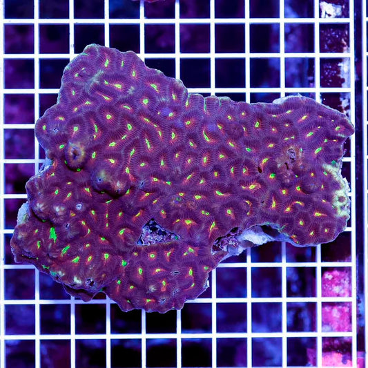 Ultra Aussie Rainbow Platygyra Mother Colony UARPMC071202 WYSIWYG Size:XXL/SHOW