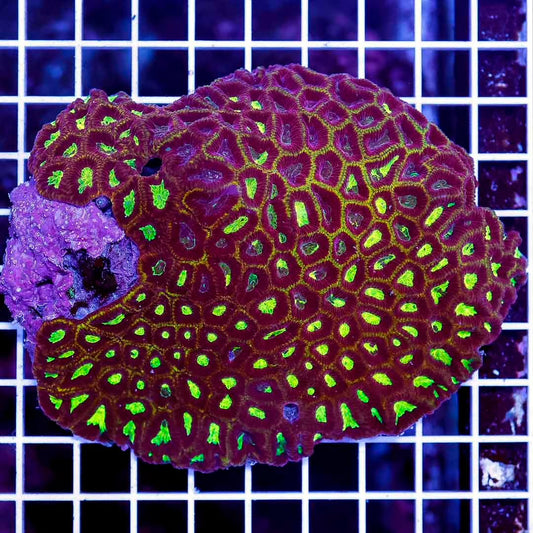 Aussie Unique Prism Favia Mother Colony AUPFMC071201 WYSIWYG Size:XL