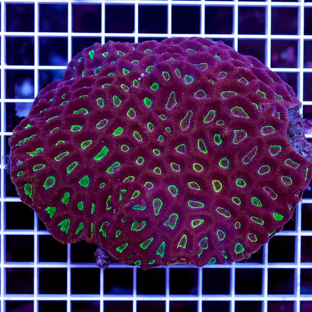 Aussie Unique  Favia Mother Colony AUFMC071201 WYSIWYG Size:XL