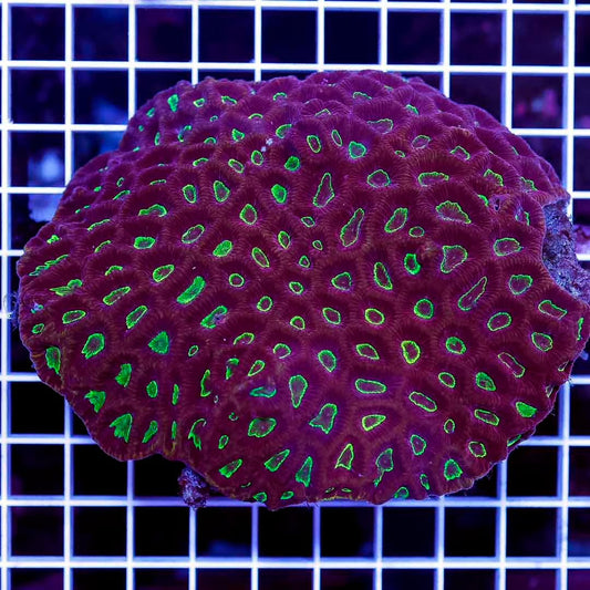 Aussie Unique  Favia Mother Colony AUFMC071201 WYSIWYG Size:XL