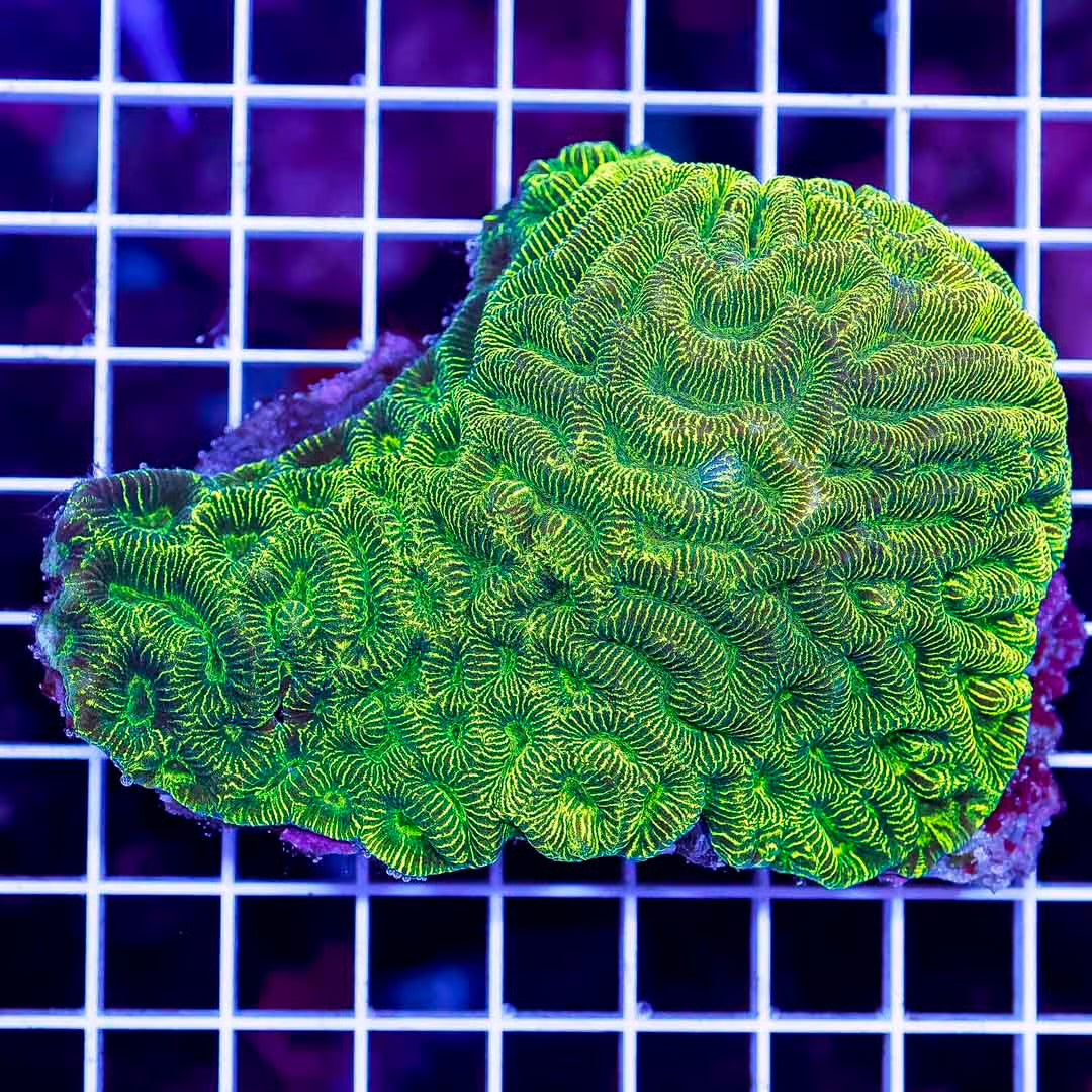 Ultra Aussie Platygyra Mother Colony UAPMC071204 WYSIWYG
