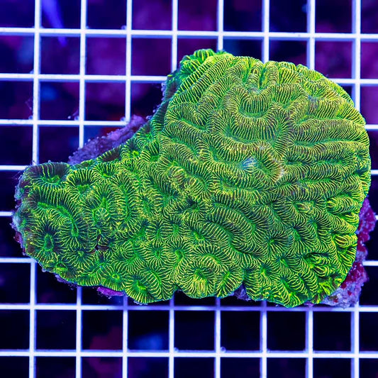 Ultra Aussie Platygyra Mother Colony UAPMC071204 WYSIWYG