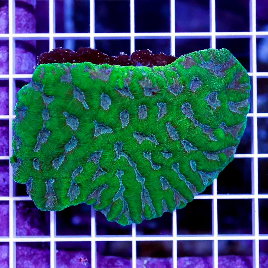 Ultra Aussie Platygyra Mother Colony UAPMC071205 WYSIWYG