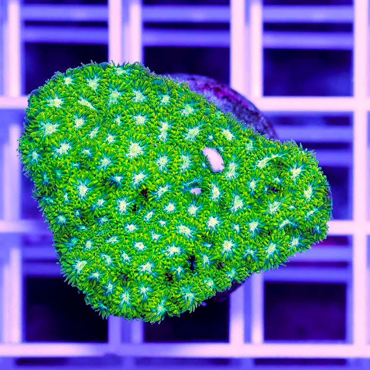 Neon Aussie Lepthastrea Frag Mother Colony NALFMC070901 WYSIWYG