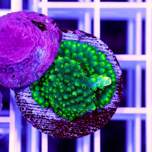 Indo Neon Acropora Frag Mother Colony INAFMC070901 WYSIWYG