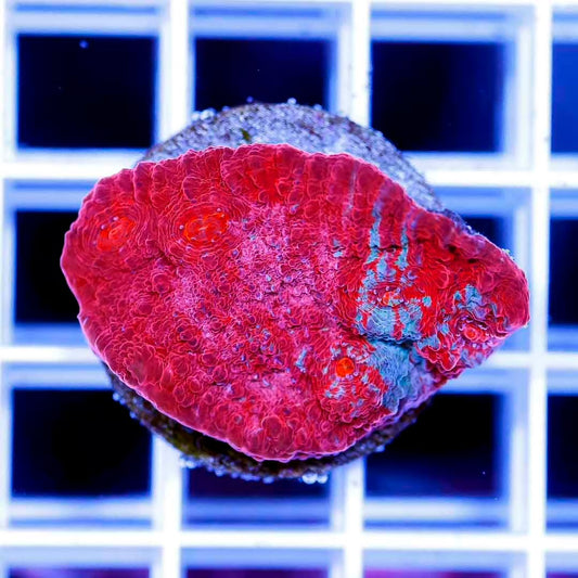 Neon Aussie Echinophyllia Frag Mother Colony NAEFMC070901 WYSIWYG