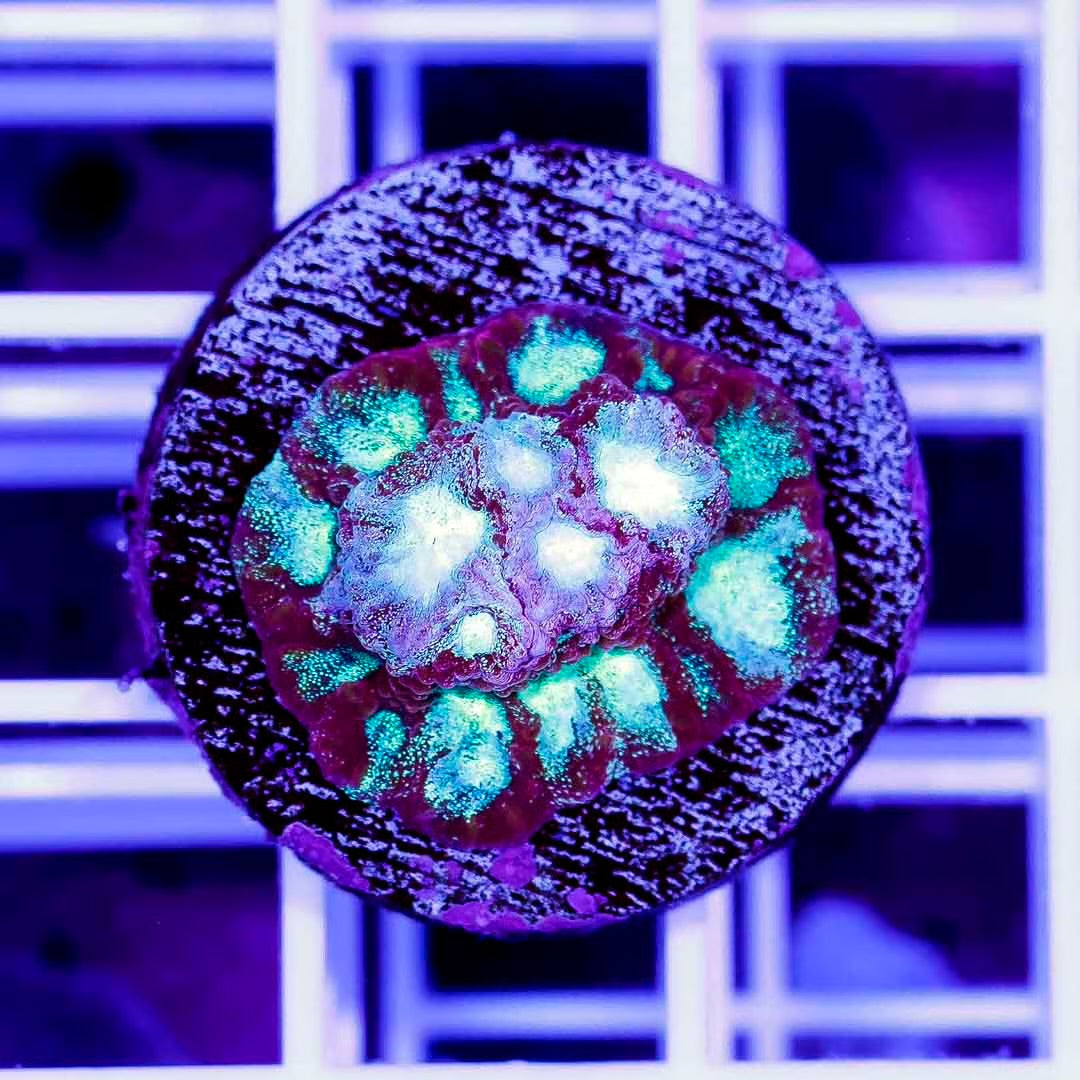 Neon Aussie Favia Frag Mother Colony NAFFMC070901 WYSIWYG