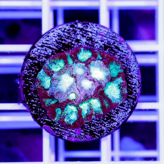 Neon Aussie Favia Frag Mother Colony NAFFMC070901 WYSIWYG
