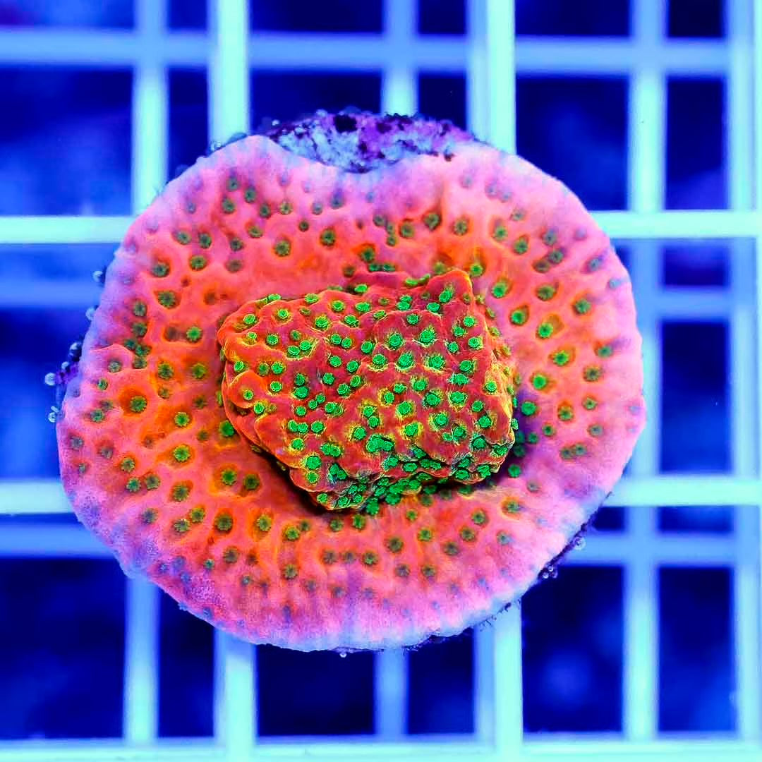 Ultra Aussie Montipora Frag Mother Colony UAMFMC070901 WYSIWYG
