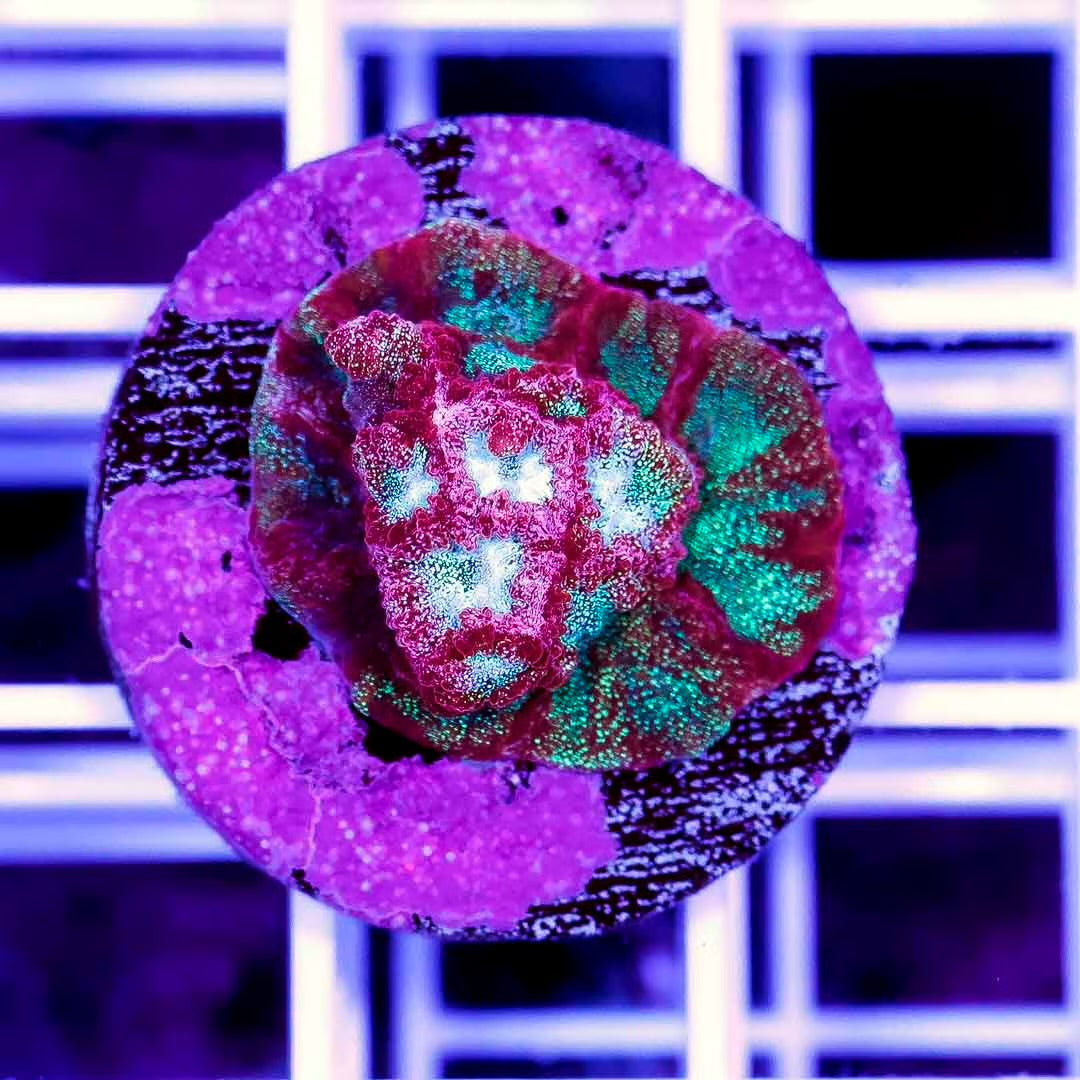 Neon Aussie Favia Frag Mother Colony NAFFMC070902 WYSIWYG