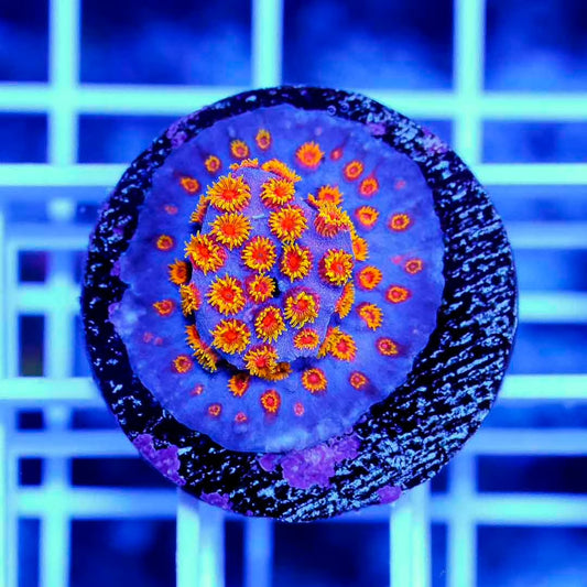 Ultra Aussie Cyphastrea Frag Mother Colony UACFMC070901 WYSIWYG