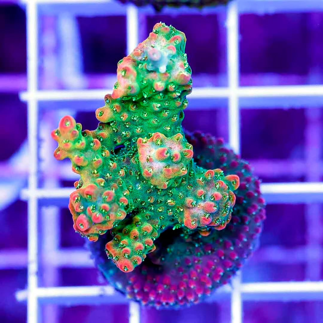 Indo Ultra Trix Acropora Frag Mother Colony IUTAFMC070901 WYSIWYG