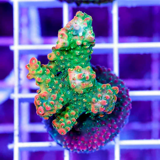 Indo Ultra Trix Acropora Frag Mother Colony IUTAFMC070901 WYSIWYG
