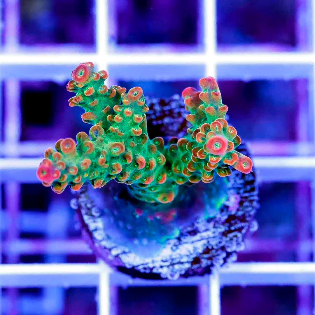 Ultra Aussie Trix Acropora Frag Mother Colony UATAFMC070901 WYSIWYG