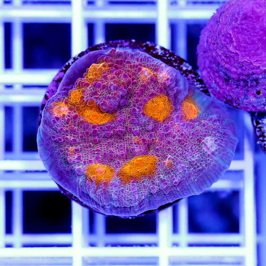 Indo Ultra Echinophyllia Frag Mother Colony IUEFMC070901 WYSIWYG