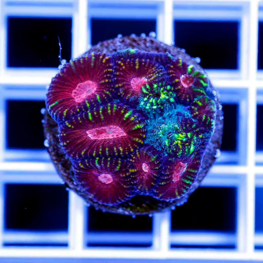 Ultra Aussie Favia Frag Mother Colony UAFFMC070901 WYSIWYG