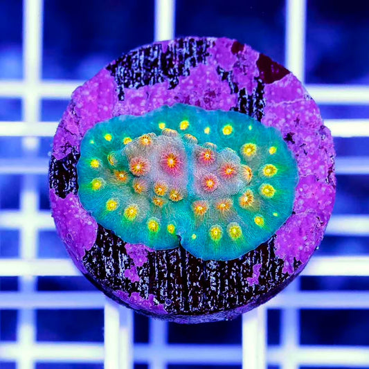Ultra Aussie Hot Cyphastrea frag Mother Colony UAHCFMC070901 WYSIWYG