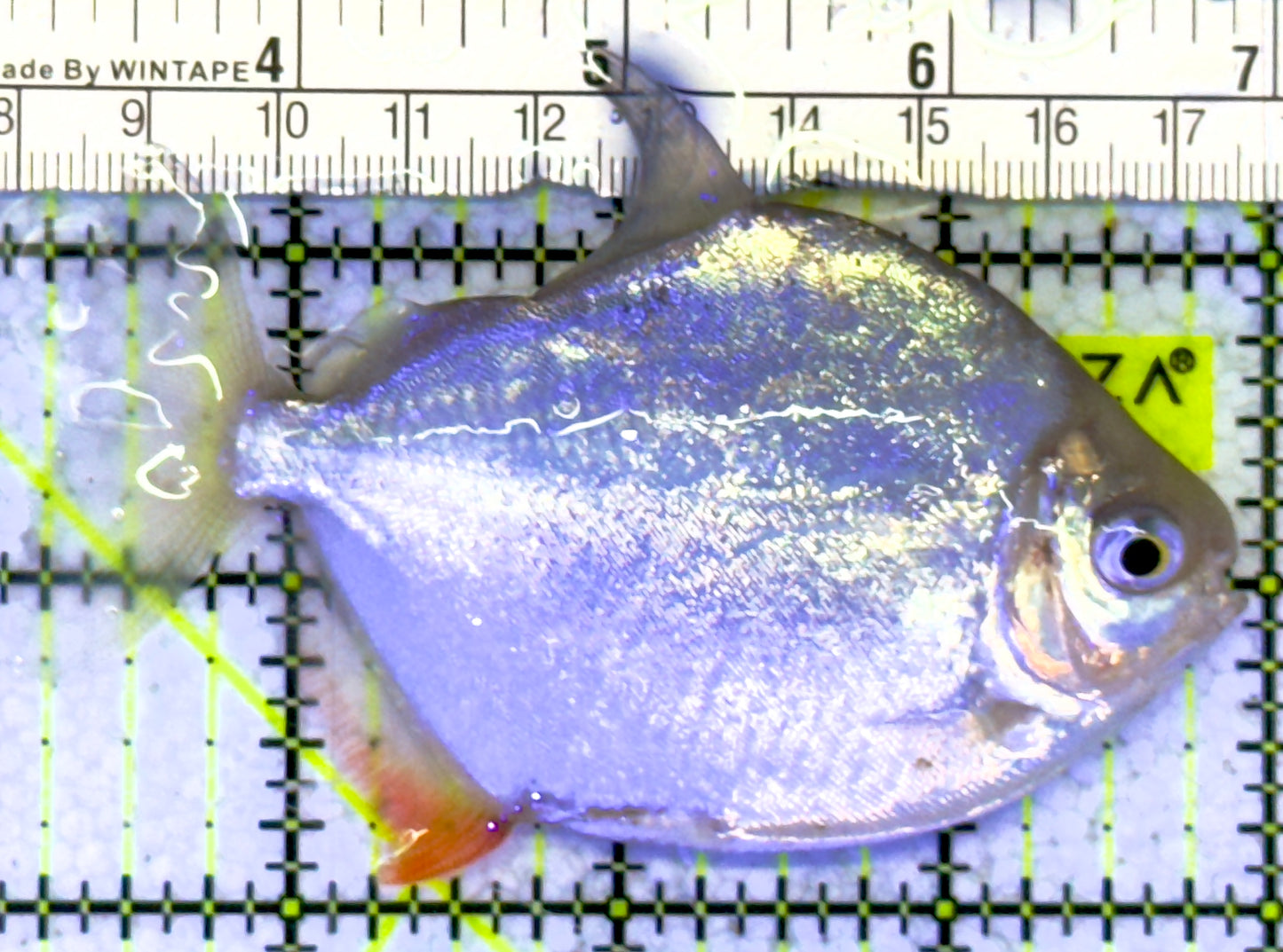 Silver Dollar Fish SDF060904 WYSIWYG Size: L 3.75" approx