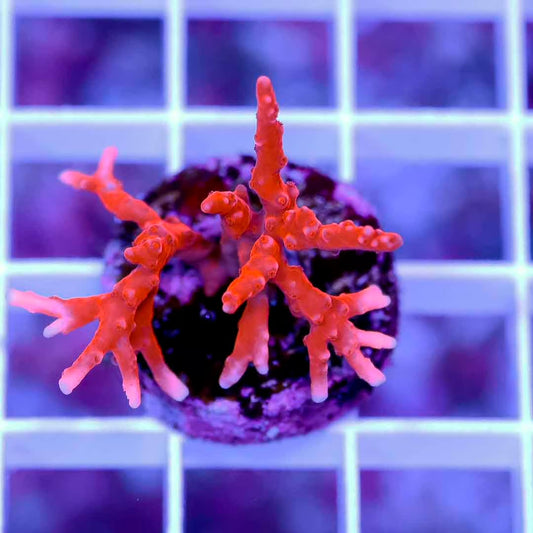Indo J Fox Tnt Anacropora Frag Mother Colony IJTAFMC070901 WYSIWYG