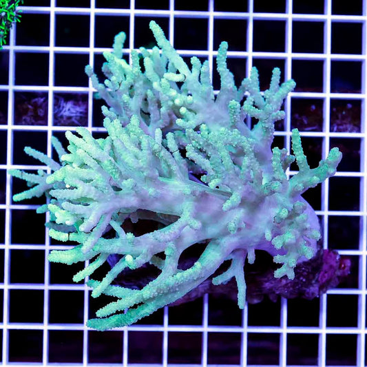 Indo Neon Green Finger Leather Mother Colony INGFLMC070901 WYSIWYG