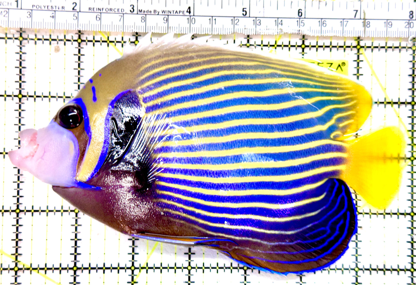 Emperor Angelfish Adult EAA042501 WYSIWYG Size: XL 7"