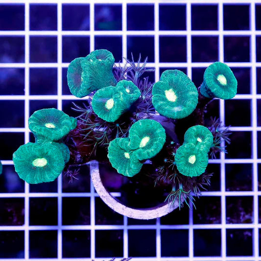 Aussie Neon Mouth Candycane Mother Colony ANMCMC072801 WYSIWYG