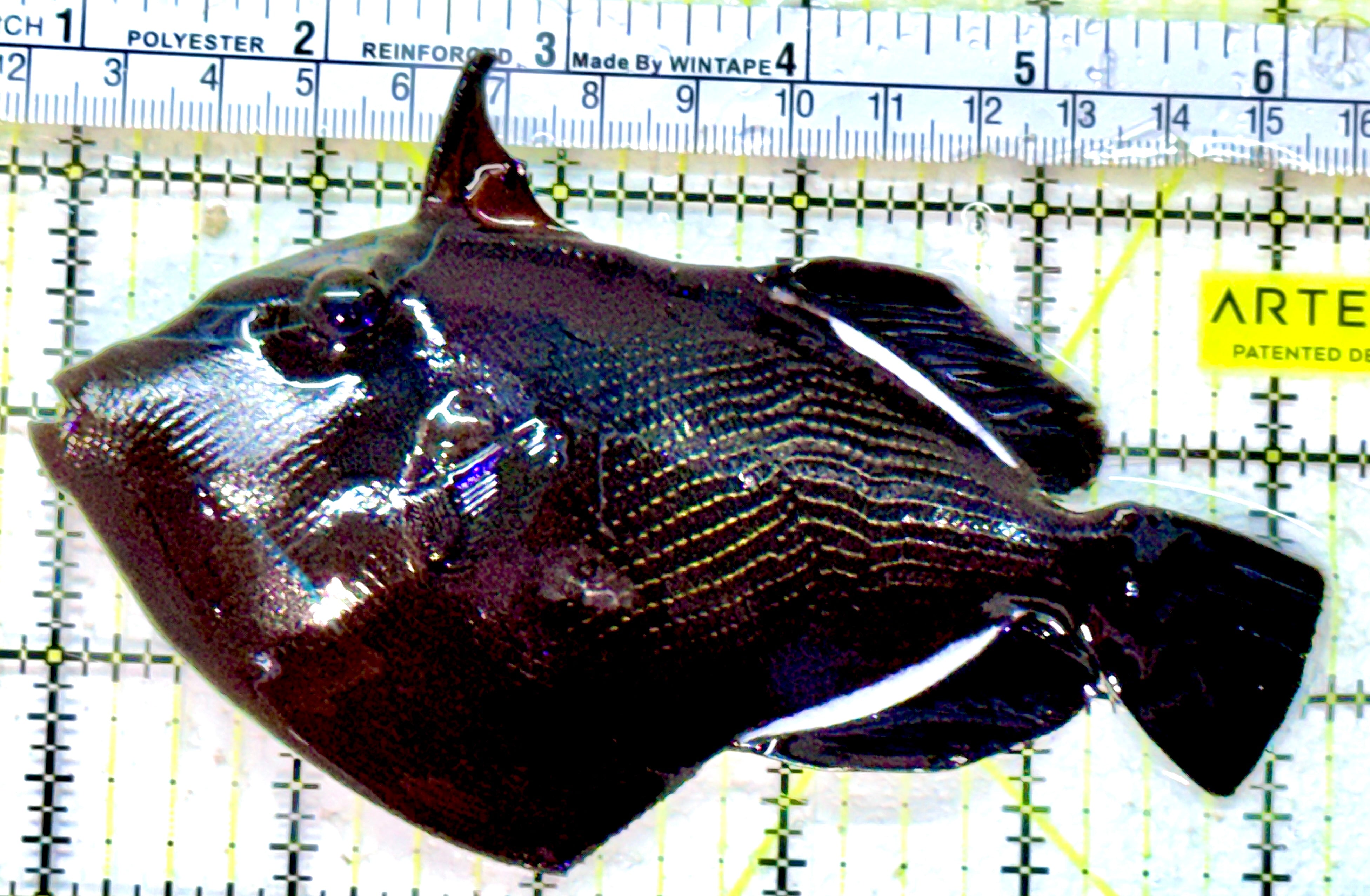 Black Triggerfish BT042501 WYSIWYG Size: XL 5.25