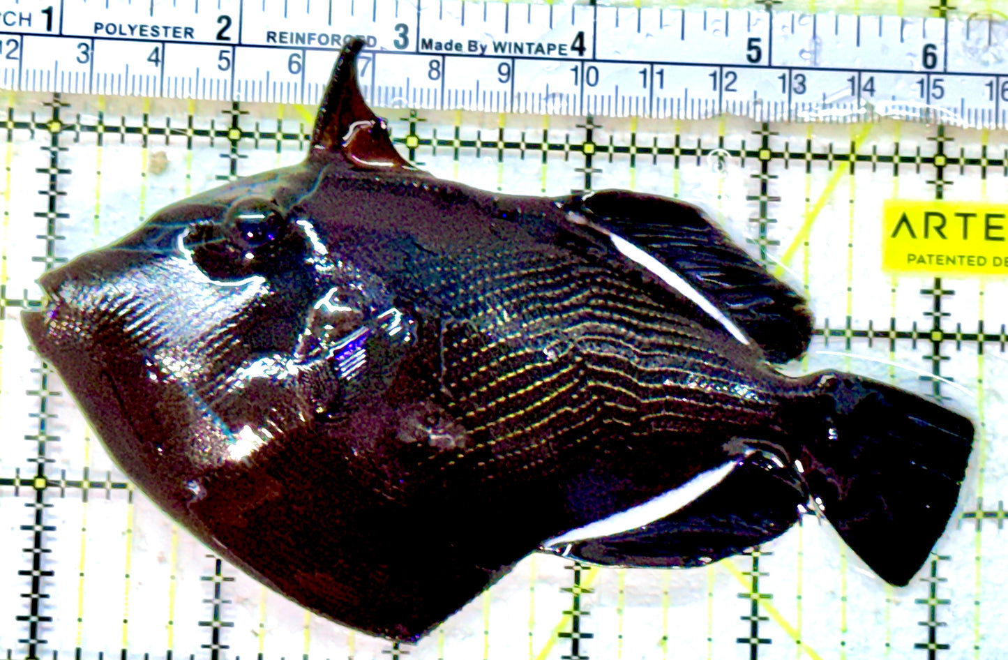 Black Triggerfish BT042501 WYSIWYG Size: XL 5.25"