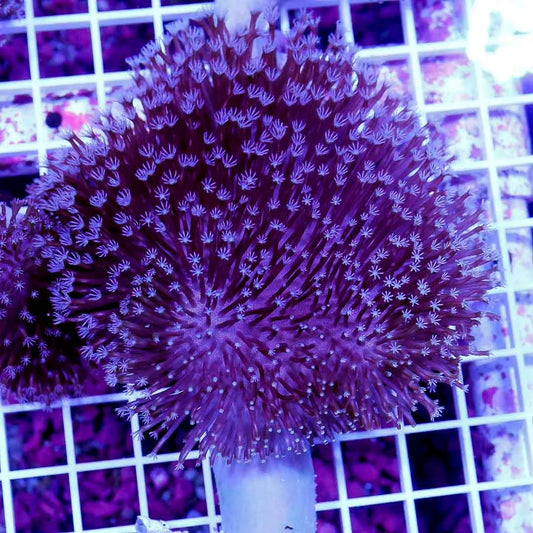 Aussie Purple Toadstool Mother Colony APTMC072801 WYSIWYG