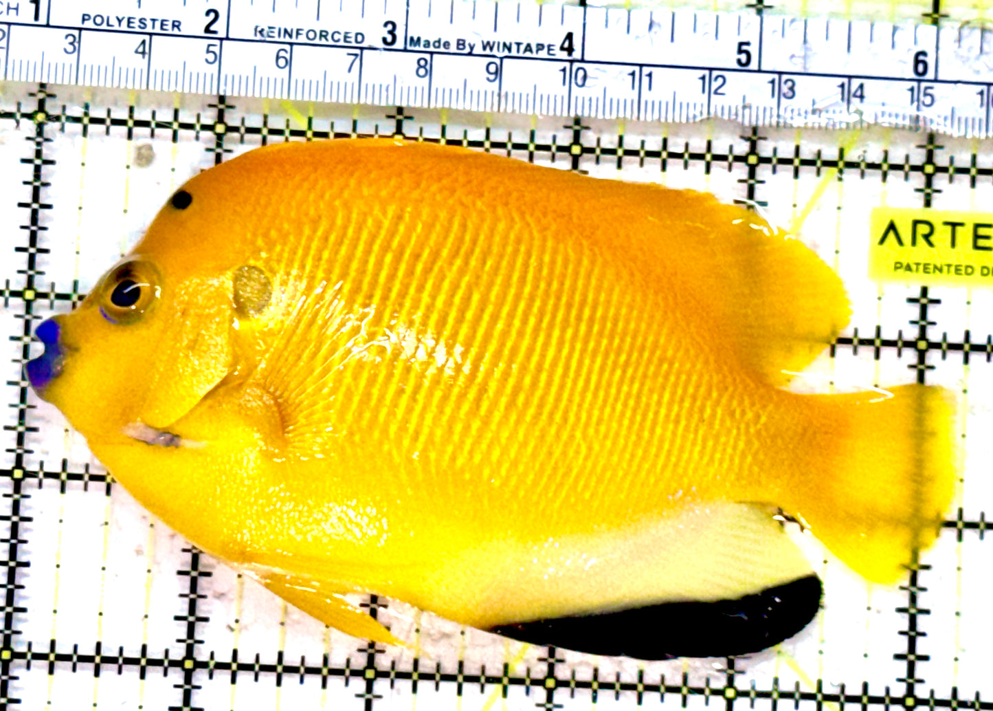 Flagfin Angelfish FA042501 WYSIWYG Size: XL 5.25"