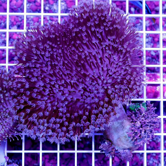 Aussie Purple Toadstool Mother Colony APTMC072802 WYSIWYG
