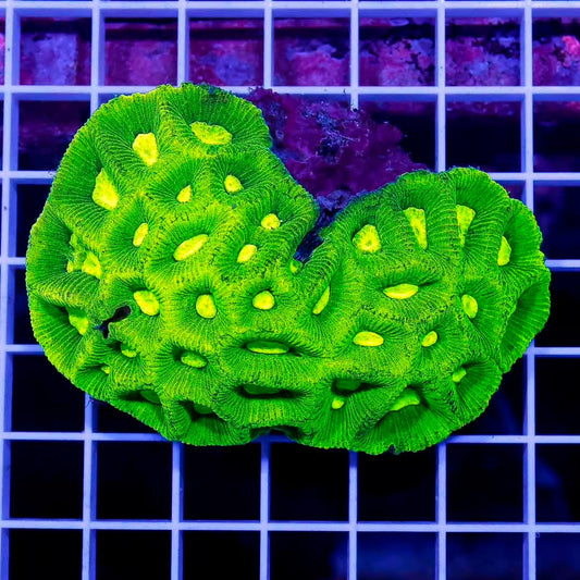 Aussie Ultra Goniastrea Mother Colony AUGMC072801 WYSIWYG