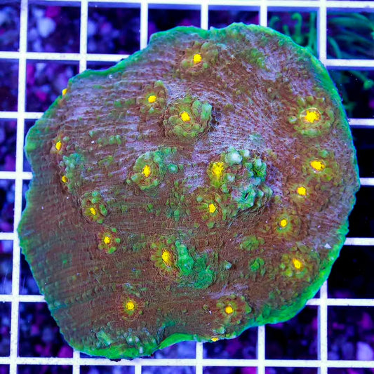 Aussie Ultra Echinophyllia Mother Colony AUEMC072801 WYSIWYG