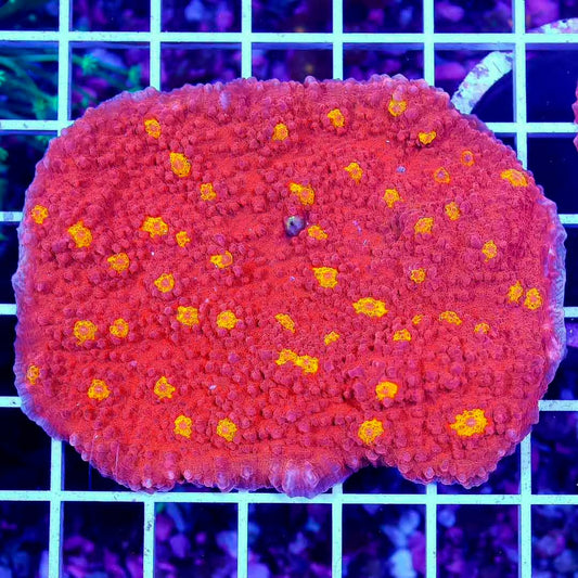 Aussie Ultra Echinophyllia Mother Colony AUEMC072802 WYSIWYG