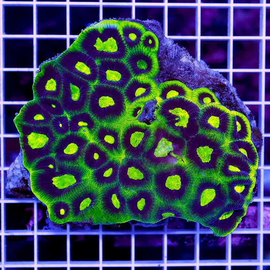 Aussie Ultra Black Prism Favia Mother Colony AUBPFMC072801 WYSIWYG