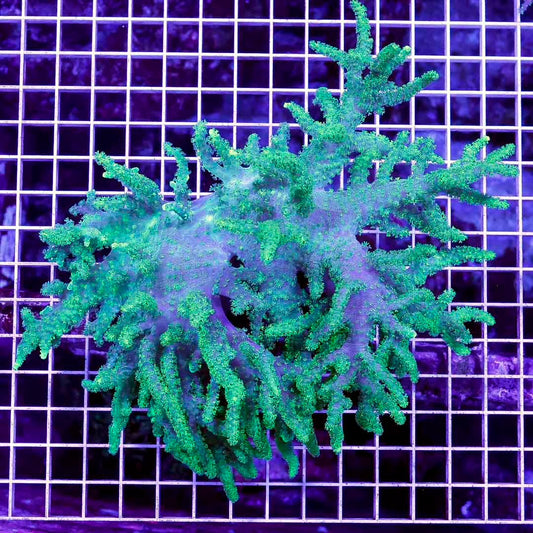 Aussie Ultra Neon Sinularia Mother Colony AUNSMC072801 WYSIWYG